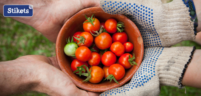 giardinaggio-pomodori